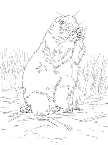 Black Tailed Prairie Dog Coloring Page